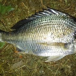 ベイトdeチニング!