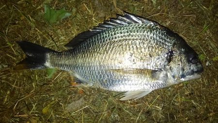 ベイトdeチニング!