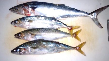 久し振りに週末台風ではなかったので、釣りに行って見た