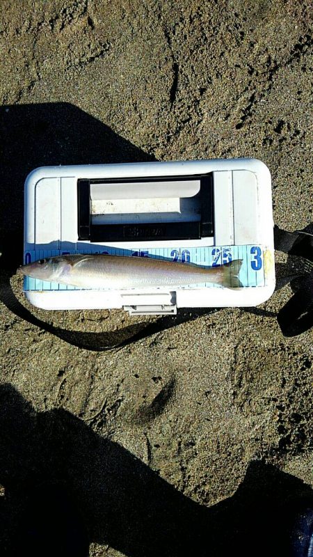 投げ釣りシロギス