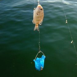 ボウズに近い釣果;;