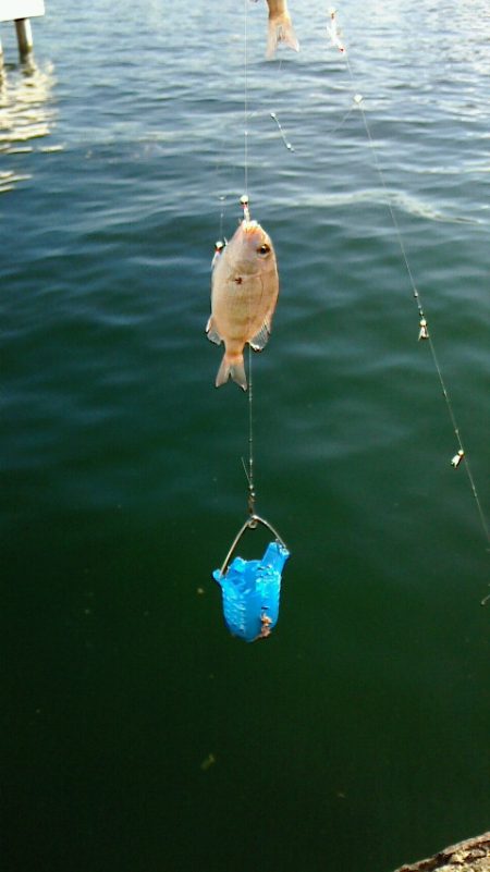 ボウズに近い釣果;;