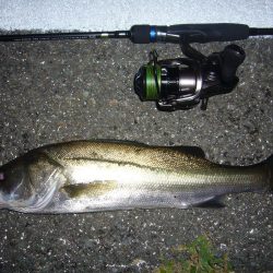 チニングの外道