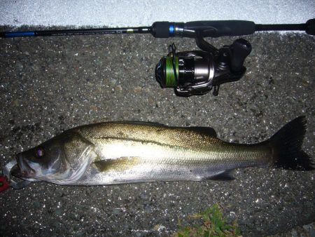 チニングの外道