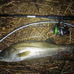 雨上がりのシーバス狙い