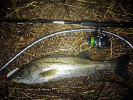 雨上がりのシーバス狙い