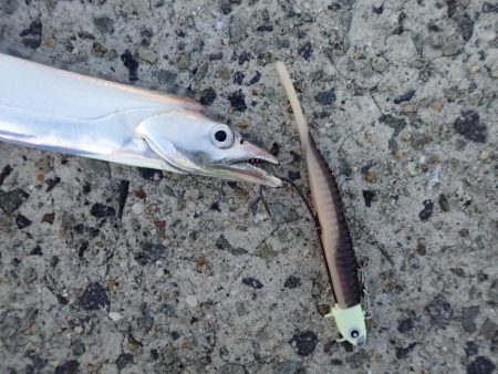 武庫川一文字にタチウオがやってきた！