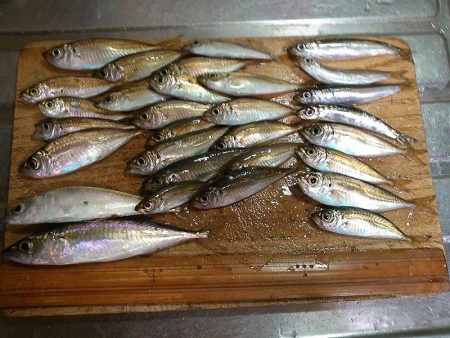 小アジにウルメイワシ！