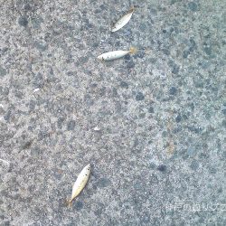 3歳とサビキ釣り