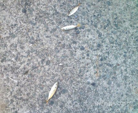 3歳とサビキ釣り