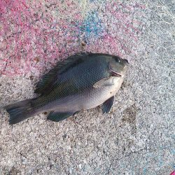 涼しい半夜でチヌ&グレ!