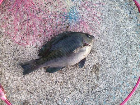 涼しい半夜でチヌ&グレ!