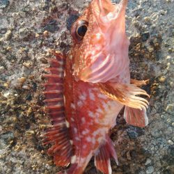 ツバス狙いで…