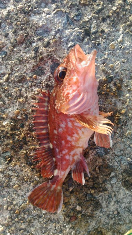 ツバス狙いで…