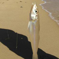 シロギス投げ釣り