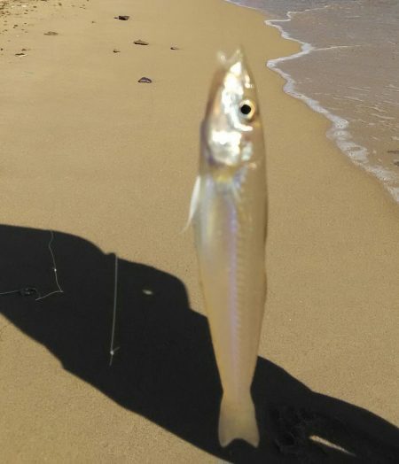 シロギス投げ釣り