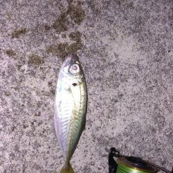 佐渡　二見港　ライトショアジギング