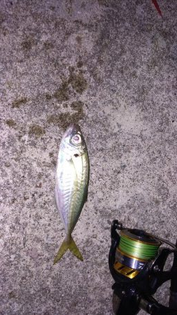 佐渡　二見港　ライトショアジギング