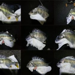 南港カモメ大橋ヘチ釣行 (キビレ40cm、小真チヌ、 釣果他)