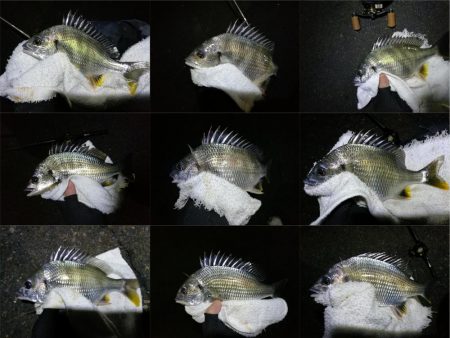 南港カモメ大橋ヘチ釣行 (キビレ40cm、小真チヌ、 釣果他)