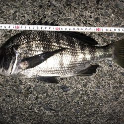 ライトゲームでクロダイ、カサゴ