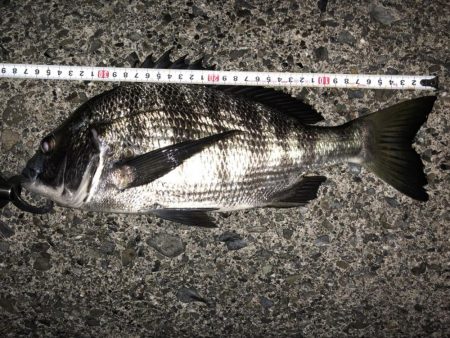 ライトゲームでクロダイ、カサゴ