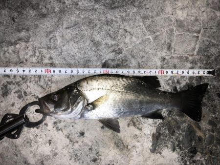 セイゴ、カサゴ、ハゼは好調