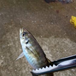 久々のシーバス