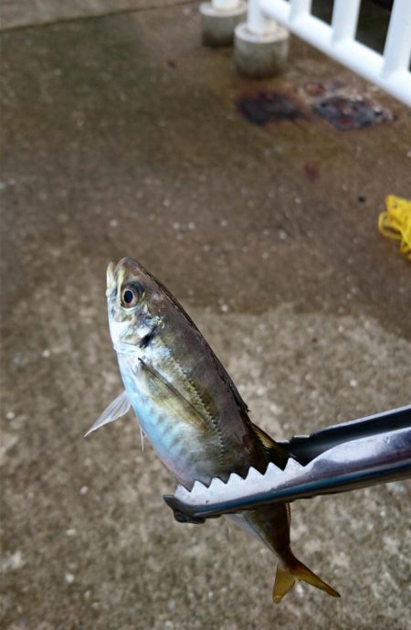 久々のシーバス