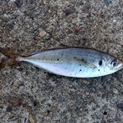 サゴシ・アジ・ボラ