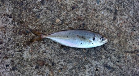 サゴシ・アジ・ボラ