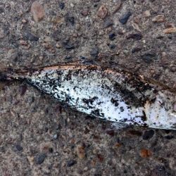 アジ◯  タチウオ×