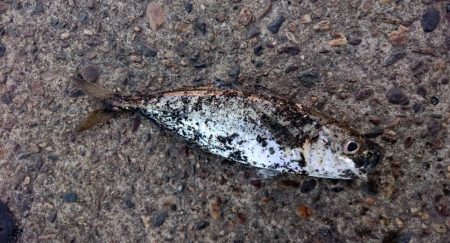 アジ◯  タチウオ×