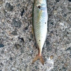 アジは好調継続中