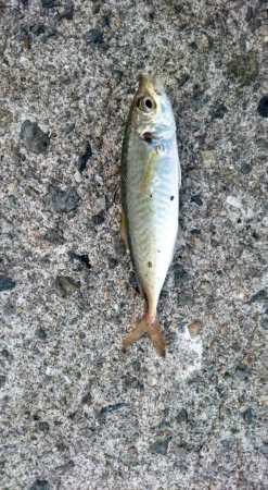 アジは好調継続中