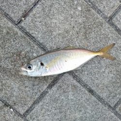 癒しのアジとタチウオ調査