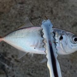 今日は癒しのアジ