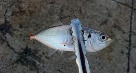 今日は癒しのアジ