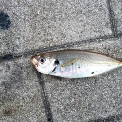 大阪市内タチウオ調査&アジング