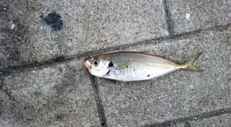 大阪市内タチウオ調査&アジング