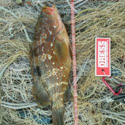 ロックフィッシュ