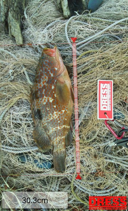 ロックフィッシュ