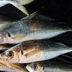 アジのサイズも良くなってきた