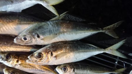 アジのサイズも良くなってきた