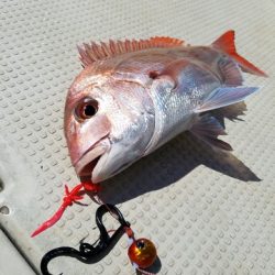 遊漁船 ニライカナイ 釣果