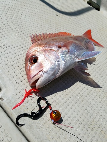 遊漁船 ニライカナイ 釣果