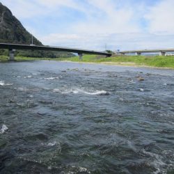 狩野川（狩野川漁業協同組合） 釣果