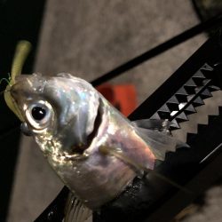 癒しのアジング!