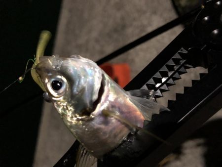 癒しのアジング!