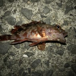 サバにやられて。